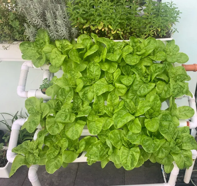 hydroponic lettuce