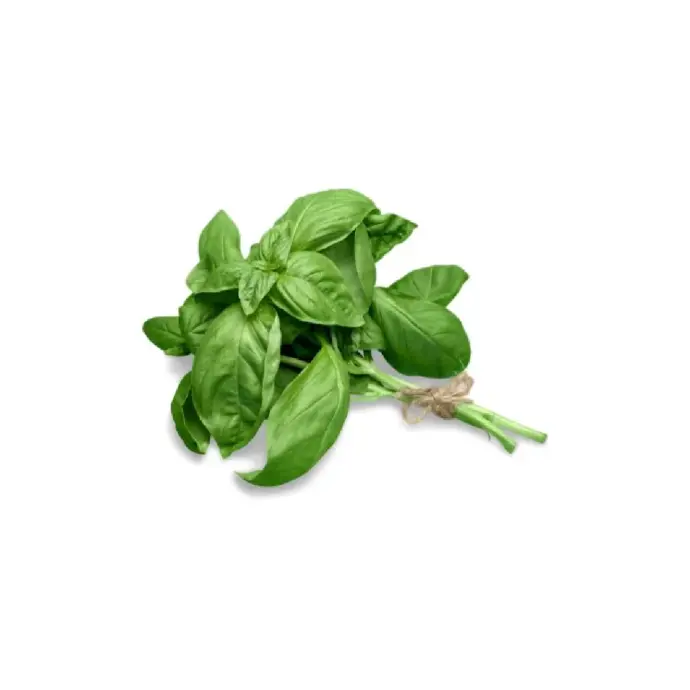 Albahaca hidropónica