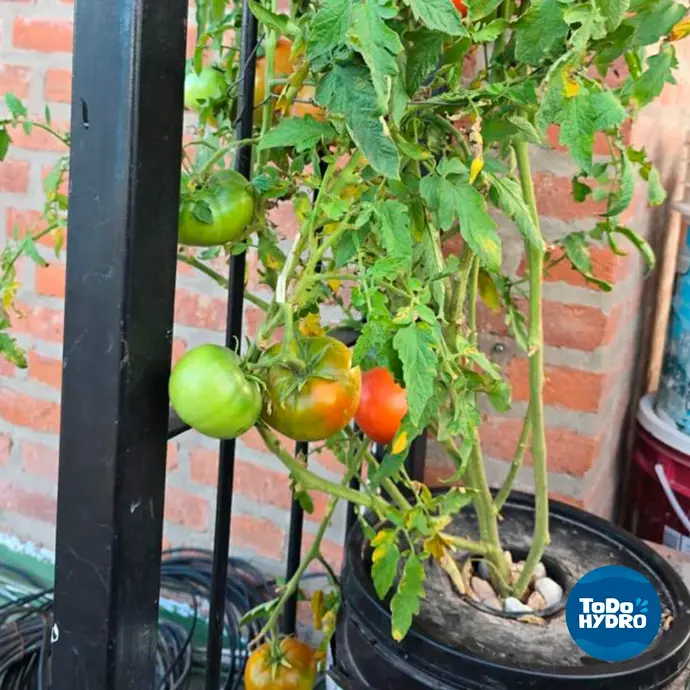 Cultivo de tomate