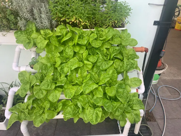 Lechuga hidropónica