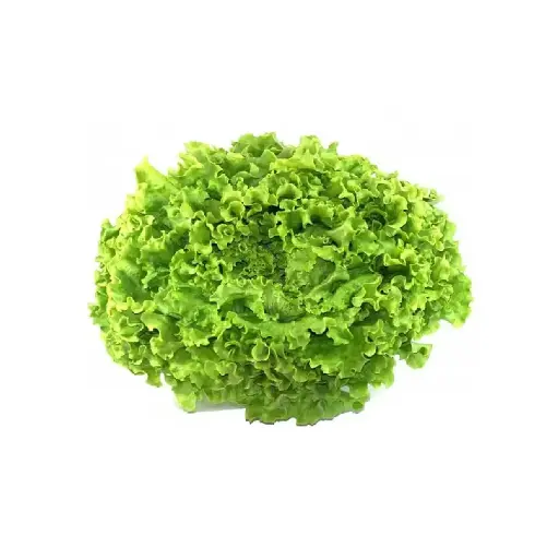[SEED5] Lechuga Batavia