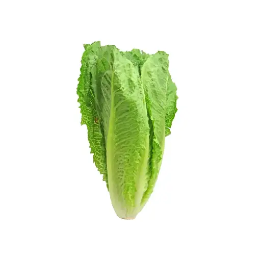 [SEED6] Lechuga romana